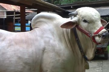 Jokowi kurban 68 ekor sapi, 27 di antaranya diberikan untuk IKN