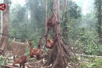 Upaya menambah populasi orangutan di Taman Nasional Sebangau Kalteng