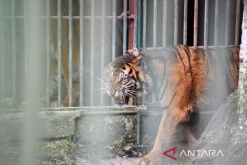 Harimau "Puti Malabin" dilepasliarkan ke habitat alami di Sumbar