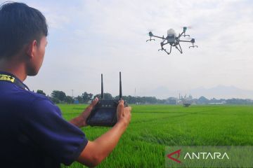 Drone untuk penyemprotan pestisida dinilai lebih efisien dalam menekan biaya produksi