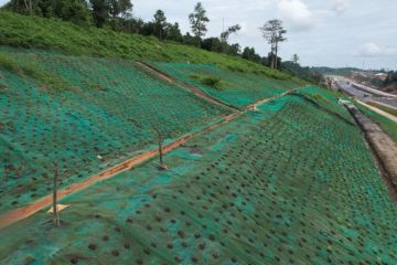 Kawasan Jalan Tol IKN 3B Ditanami 100 Jenis Pohon Endemik Jawa