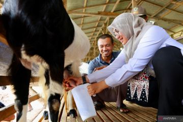 Bupati Banyuwangi: Peternak kambing perah jadi inspirasi anak muda