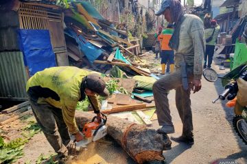 Cegah tumbang, Jakbar pangkas 4.491 pohon