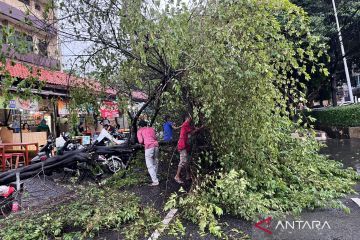 Pohon tumbang terjadi di enam lokasi di Jakarta