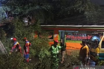10 pohon di Jakarta Pusat tumbang saat hujan disertai angin kencang