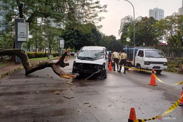 Jaksel pastikan warga yang terdampak pohon tumbang dapat santunan