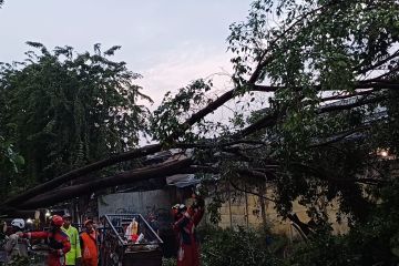 Pohon tumbang di Gropet hampir menimpa sebuah bajaj