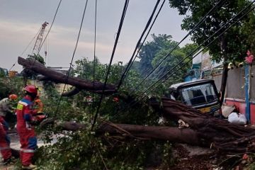 Petugas gabungan evakuasi pohon tumbang di Gropet Jakbar