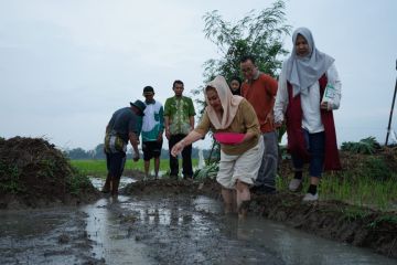 Pemkot Semarang uji coba varietas padi tahan rob