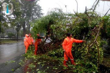 BPBD evakuasi pohon yang tumbang akibat angin kencang di Kebon Jeruk