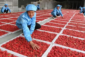 Anak muda China antusias konsumsi dan pelajari pengobatan tradisional