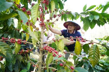 Pj wali kota sebut kopi bisa jadi produk unggulan Kota Batu