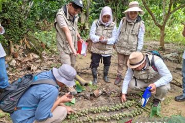 Disbun tetapkan Desa Badak Mekar sumber benih aren genjah