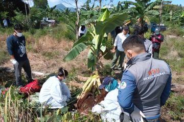 BKSDA Kalbar melakukan nekropsi orangutan