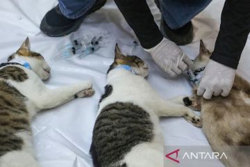 KPKP Jaksel gandeng dokter hewan untuk sterilisasi kucing