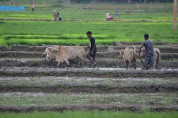 Album Asia: Menilik kesibukan para petani menanam padi di India