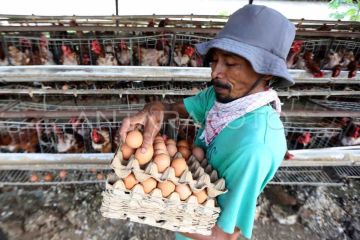 Bapanas komitmen tingkatkan kesejahteraan petani dan peternak