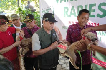 Masih banyak anjing liar, vaksinasi rabies di Bali capai 56 persen