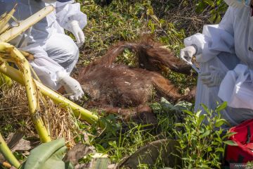 Orangutan ditemukan mati di kebun masyarakat di kabupaten Kayong Utara