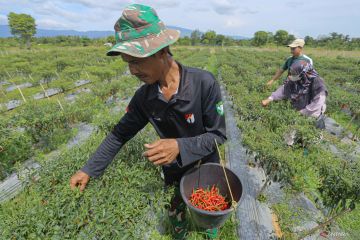 FOTO - Panen cabai merah di Aceh