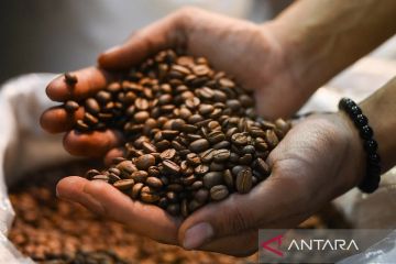 Kementerian Pertanian pacu produktivitas kopi hingga menghasilkan 8-9 ton per hektare