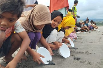 Pegiat konservasi di Manggarai Barat lepas 335 tukik ke laut