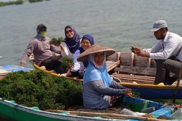 Sudin KPKP dampingi petani binaan panen rumput laut di Pulau Lancang