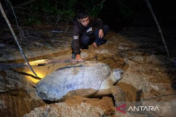 Memastikan penyu aman bertelur di pesisir Paloh