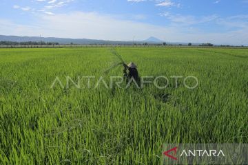 Dukung ketahanan pangan, Jasindo permudah nasabah klaim asuransi tani