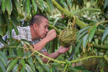 China dan anggota ASEAN bentuk aliansi inovasi iptek untuk durian