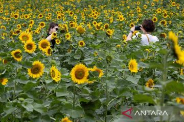 Festival Bunga Matahari Taebaek ke-20 di Korea Selatan