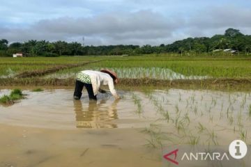 DKPP Tanah Bumbu sarankan petani percepat tanam antisipasi kemarau