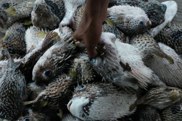 Jenis-jenis ikan buntal, apakah semuanya beracun?