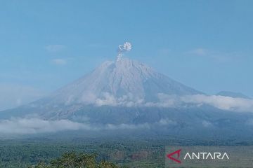 Semeru beberapa kali erupsi dengan tinggi letusan hingga 800 meter