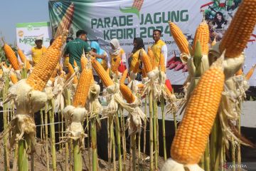 Exhibition of superior corn varieties