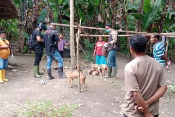 Satu positif rabies, Pemkab Kupang intensifkan vaksinasi anjing