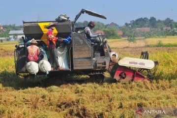 Lebih cepat dan efisien, petani di Kudus pilih gunakan mesin pemanen padi modern