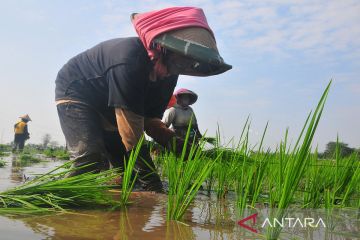 Irigasi Bendungan Logung tingkatan produktivitas panenan padi hingga tiga kali setahun