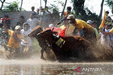 Melestarikan karapan sapi brujul Probolinggo