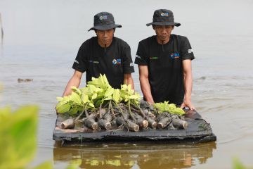 Selamatkan lahan kritis akibat abrasi, BRI salurkan ribuan bibit mangrove di Muaragembong