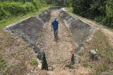 Bendungan bocor, ratusan hektare sawah terdampak