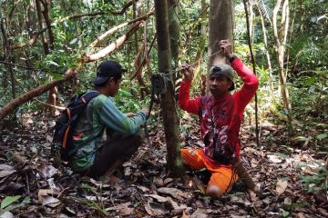 Pantau satwa liar, 15 kamera jebak dipasang di kawasan Gunung Nyiut