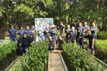 Peringati Hari Mangrove Sedunia, PNM Peduli tanam 50.000 pohon mangrove di 14 wilayah