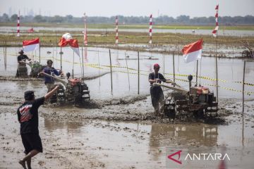 Rice field tractor racing in Indramayu