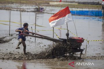 Rice field tractor racing in Indramayu