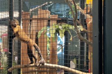 Asyiknya melihat puluhan satwa Gembira Loka Zoo di dalam Mal