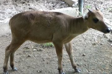 BKSDA minta perusahaan tambang di Sultra jaga habitat Anoa