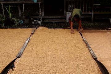 Kabupaten Landak jadi lumbung pangan daerah di Kalbar