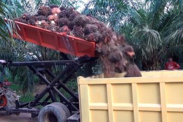 Kemenperin dorong industri kelapa sawit berani hasilkan biodiesel
