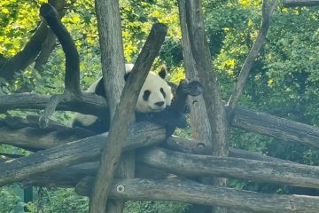 Acara budaya bertema panda raksasa digelar di Austria